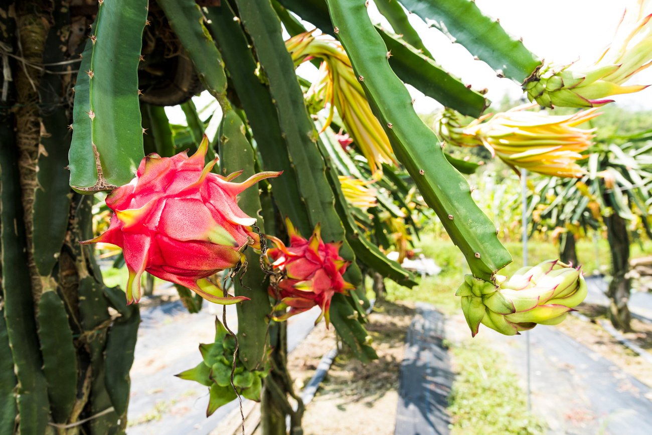 ripe pitahaya fruit on a pitahaya tree.